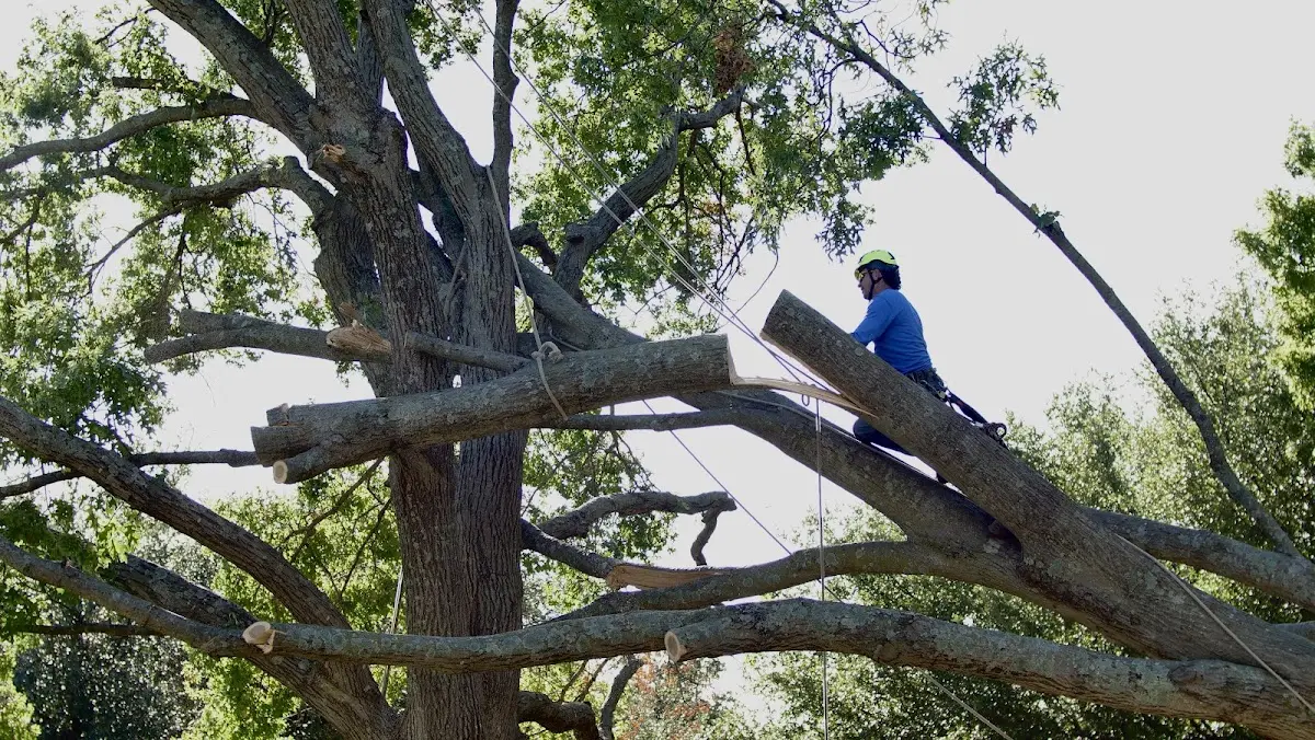 Professional Crown Thinning performed by certified arborists in Brierfield