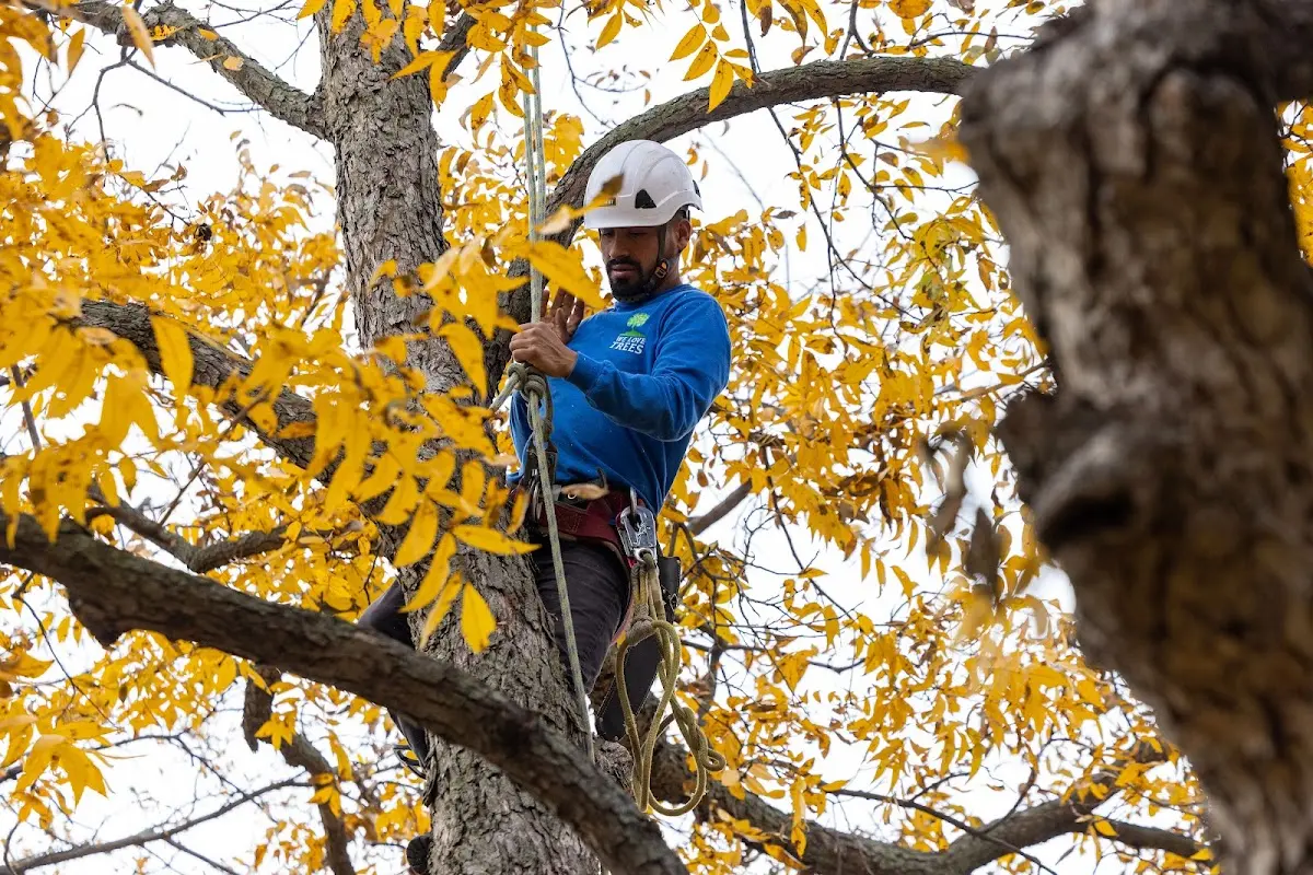 Skilled Emergency Tree Service crew working in Brierfield